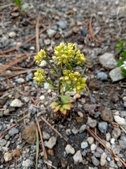 Draba jorullensis