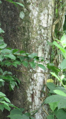 Tetragastris panamensis