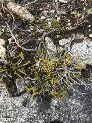 Kalmia polifolia