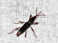 Brentinae