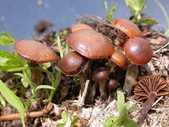 Deconica chionophila