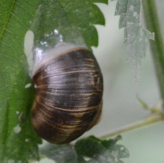 Helix pomatia
