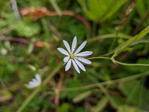 hviezdica (Stellaria)