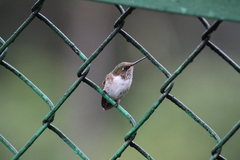 Selasphorus flammula