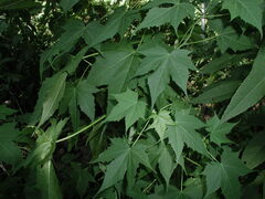 Ripariosida hermaphrodita