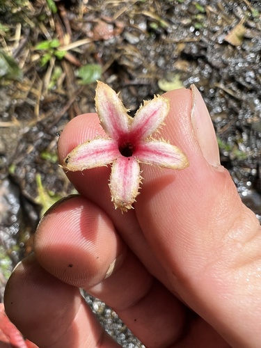 Cinchona pubescens