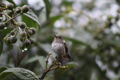 Selasphorus flammula