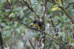 Phainoptila melanoxantha