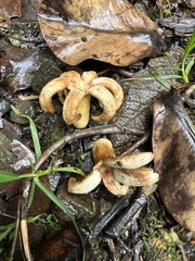 Ladenbergia macrocarpa