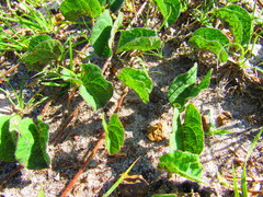 Ipomoea hartwegii