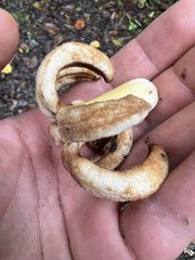 Ladenbergia macrocarpa