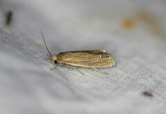 Eucosma verna
