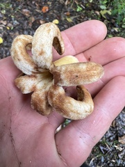 Ladenbergia macrocarpa
