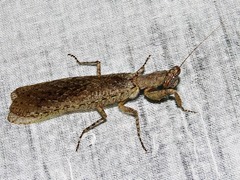 Tarachodes sanctus