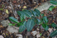 Cryptostegia madagascariensis
