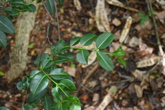 Cryptostegia madagascariensis