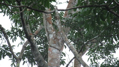 Astronium graveolens