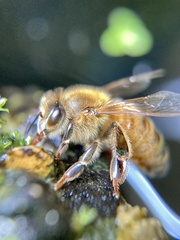 Apis mellifera