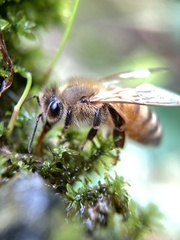 Apis mellifera