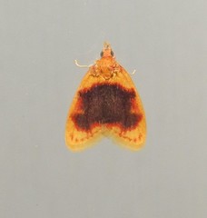 Rhodographa phaeoplaga