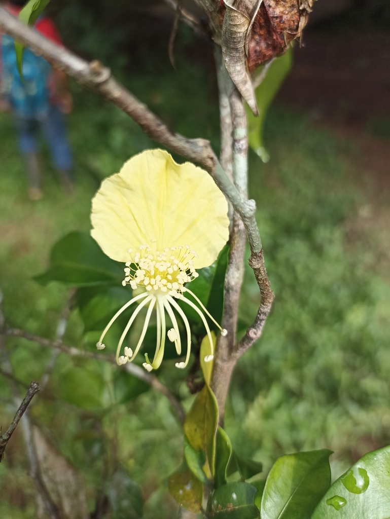 Swartzia guatemalensis