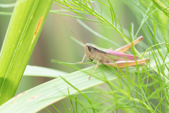 Dichromorpha elegans