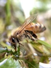 Apis mellifera