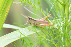 Dichromorpha elegans