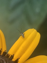 Microtechnites bractatus