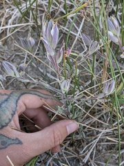 Chloropyron maritimum