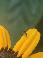 Microtechnites bractatus