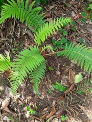 Polystichum setiferum