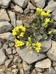 Physaria didymocarpa