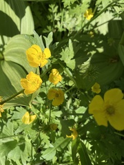 Ranunculus orthorhynchus