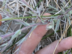 Chloropyron maritimum