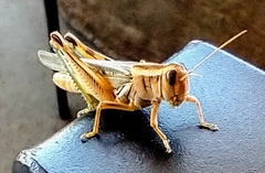 Melanoplus packardii