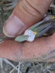 Chloropyron maritimum