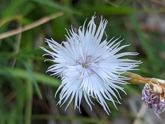 Dianthus hyssopifolius