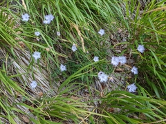 Dianthus hyssopifolius