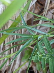 Dianthus hyssopifolius
