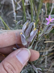Chloropyron maritimum