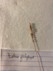 Festuca filiformis