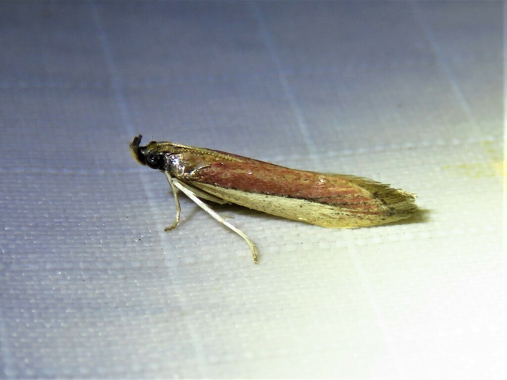 Red-striped Panic Grass Moth
