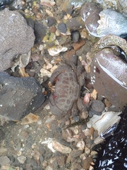 Actaeodes tomentosus