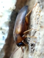 Hallomenus binotatus