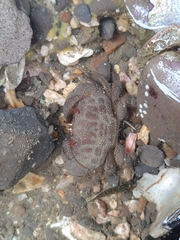 Actaeodes tomentosus