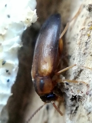 Hallomenus binotatus