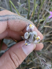 Chloropyron maritimum