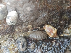 Actaeodes tomentosus