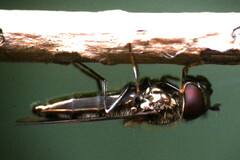 Platycheirus